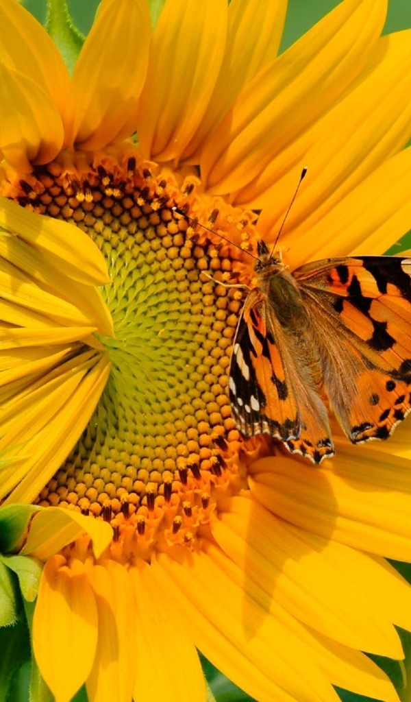 Image: Butterfly, sitting, sunflower, flower, yellow