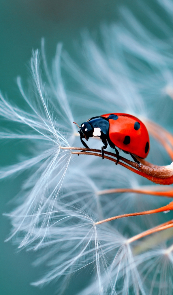 Image: Ladybug, sitting, dandelion, seeds, leafless, close-up