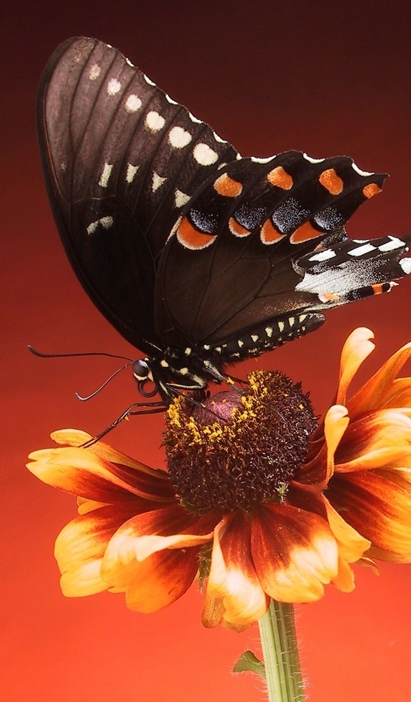 Картинка: Бабочка, сидит, цветок, фон