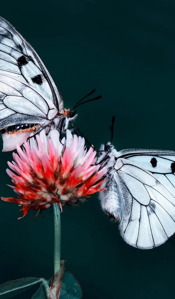 Image: Flower, butterflies, Mnemosyne, sitting