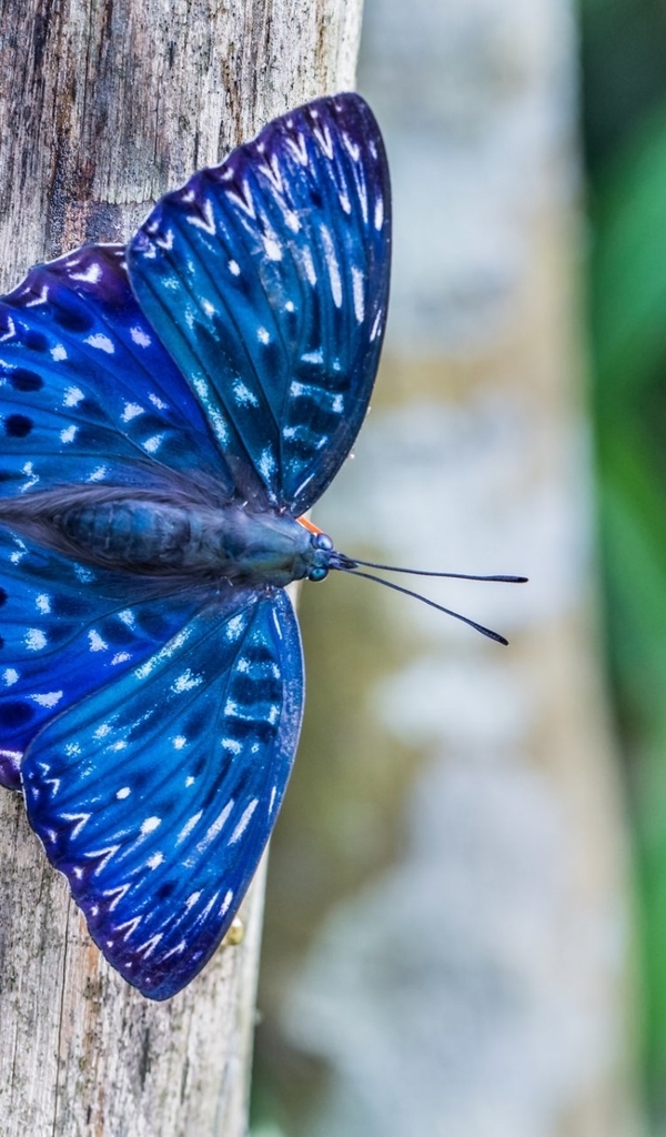 Картинка: Бабочка, синяя, крылья, окрас, дерево, красивая