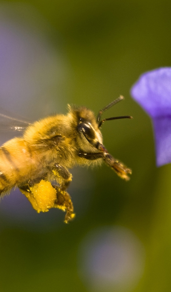 Картинка: Пчела, летит, цветок, тычинки