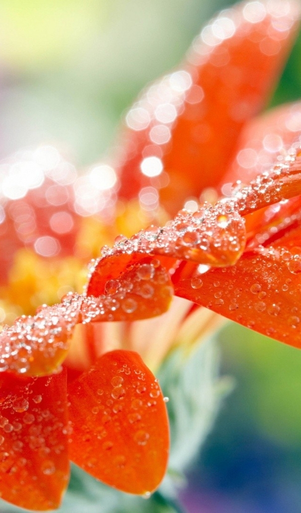 Картинка: Гербера, цветок, оранжевый, капли, размытость