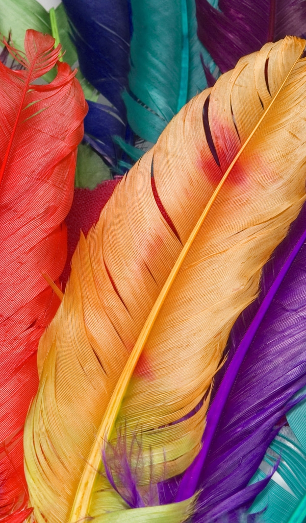 Картинка: Перья, разноцветные, макро
