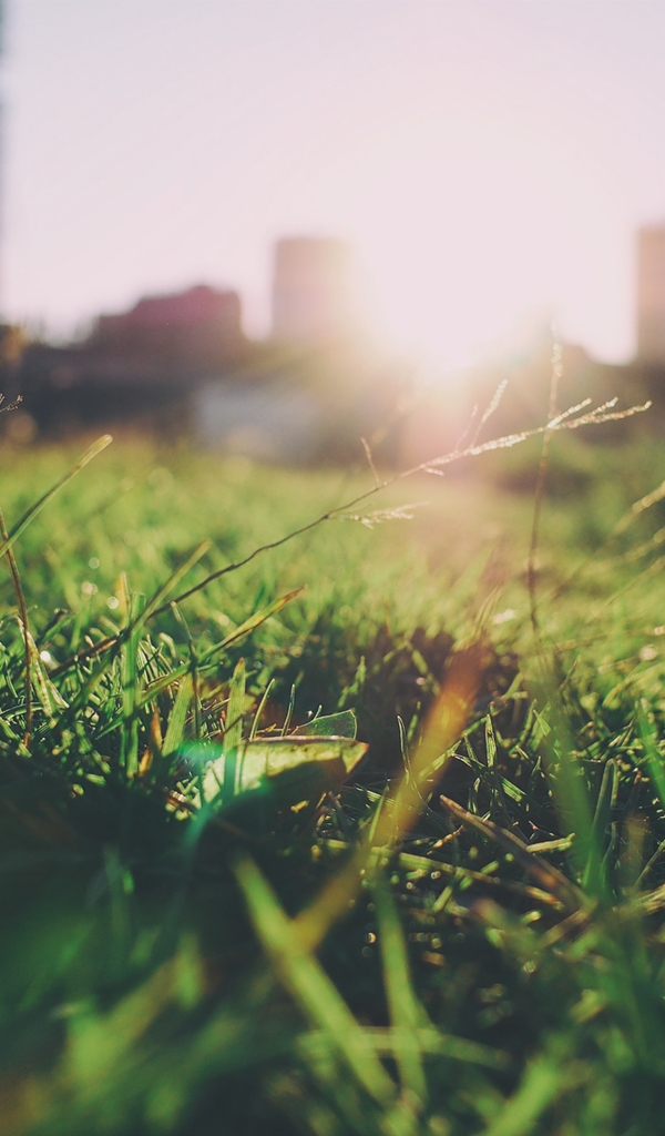 Image: Turf, grass, sprigs, city, houses, buildings, sun, summer, sky