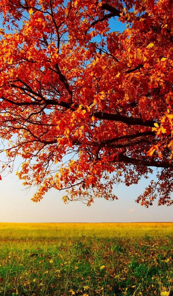 Image: Tree, autumn, leaves, branch, field, grass