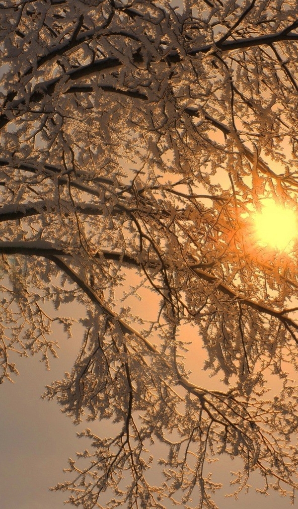 Картинка: Дерево, зима, снег, иней, небо, солнце