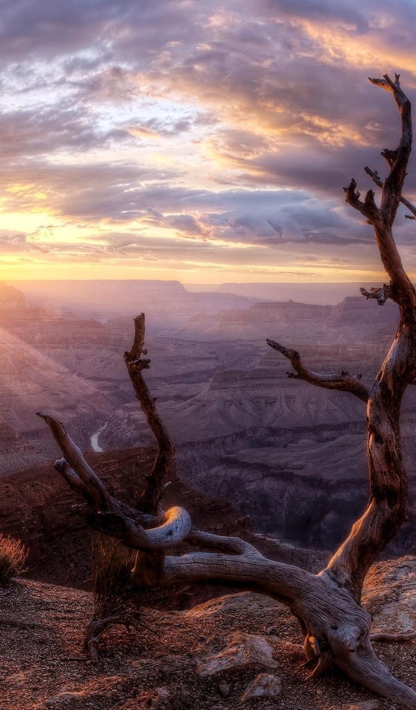 Картинка: Grand Canyon, Большой Каньон, горизонт, солнце, небо, облака, дерево, ветки, сухое