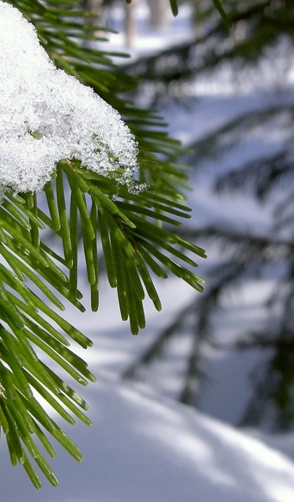 Image: Needles, spruce, needles, branch, snow, winter