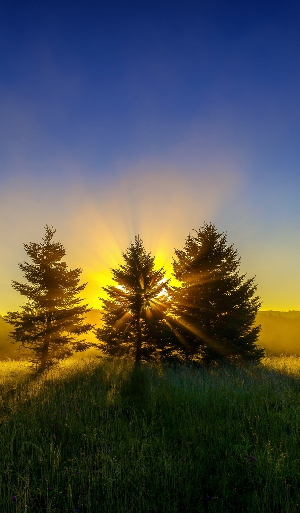 Image: Summer, tree, three, needles, forest, grass, field, horizon, evening, sunset, shadow
