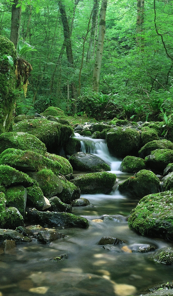 Картинка: Лес, ручей, водопад, деревья, папоротник, мох, камни, зелень, вода