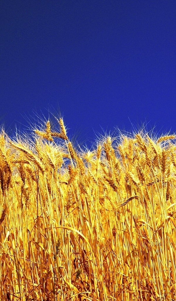 Картинка: Пшеница, колосья, золотые, зерно, растение, небо, синее