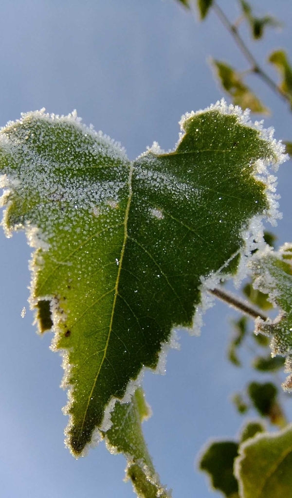 Image: Leaves, green, frost, sky