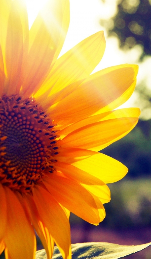 Image: Sunflower, plant, summer, sun rays