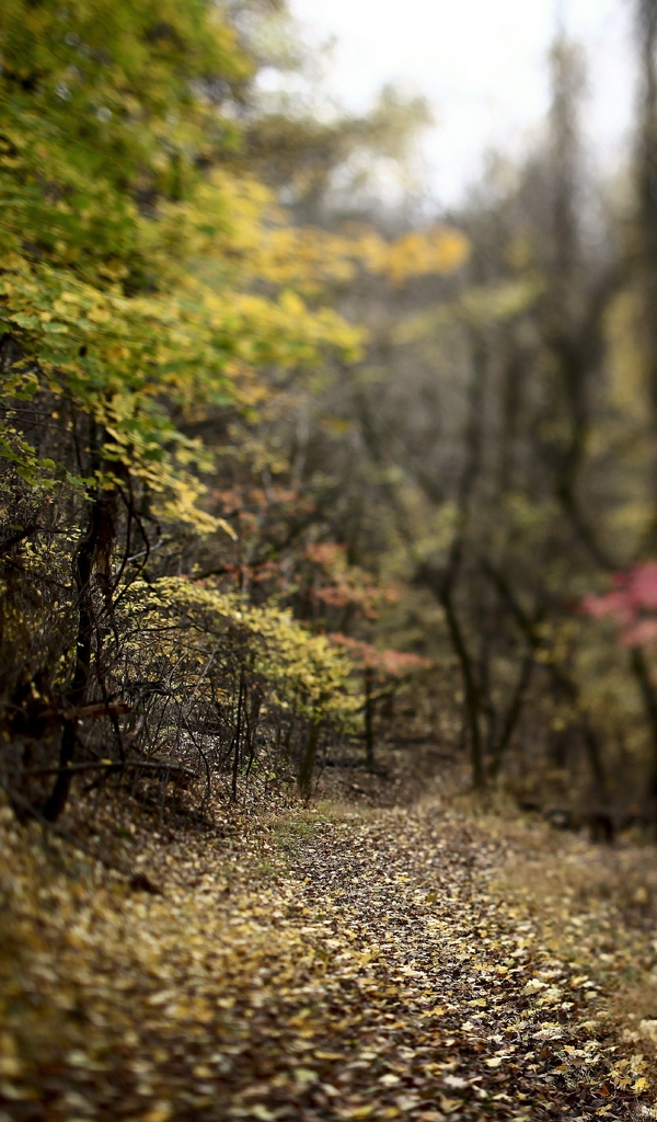 Картинка: Лес, деревья, листья, осень, тропа, дорожка, размытость