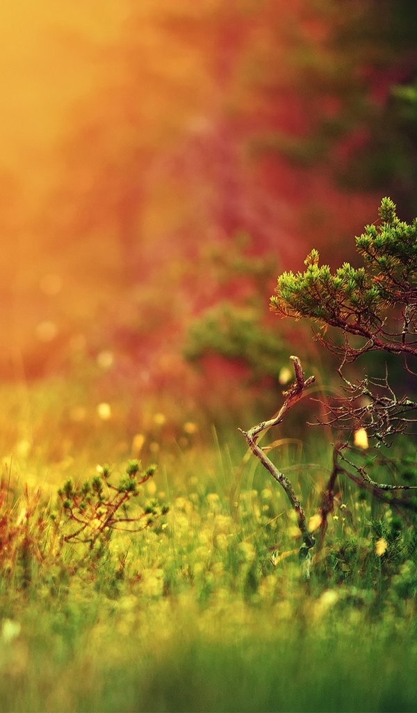 Картинка: Дерево, ветки, ёлка, трава, сосна, блики, свет, боке