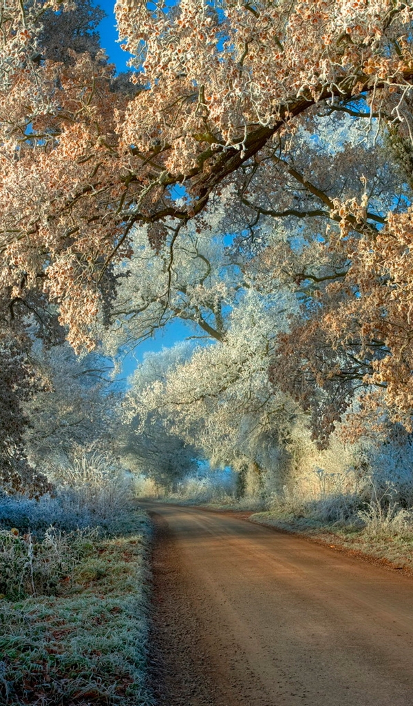 Картинка: Деревья, трава, дорога, заморозки, иней, небо