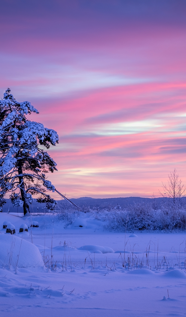 Картинка: Зима, снег, дерево, небо