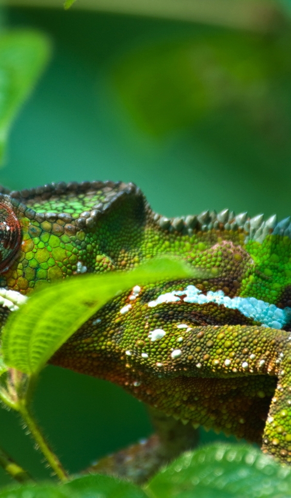 Image: Chameleon, skin, scales, claws, eyes, branches, leaves, green