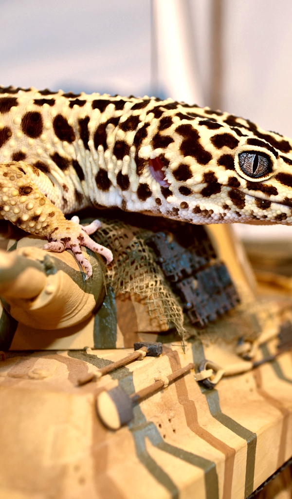 Картинка: Геккон, ящерица, пятна, танк