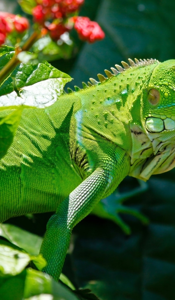 Картинка: Рептилия, игуана, зелёная, зелень, солнце