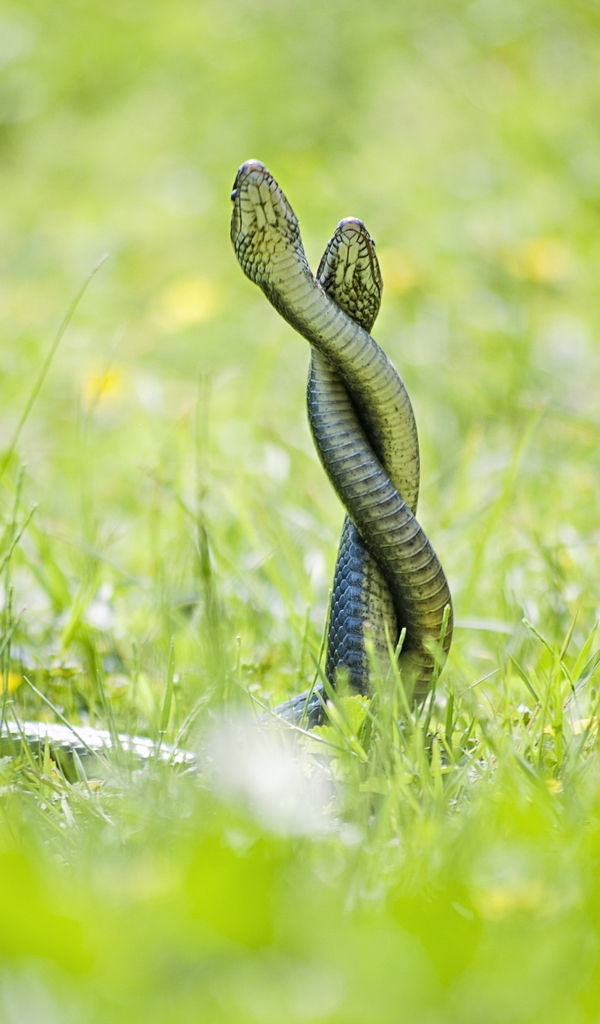 Картинка: Сплелись, змеи, две, трава