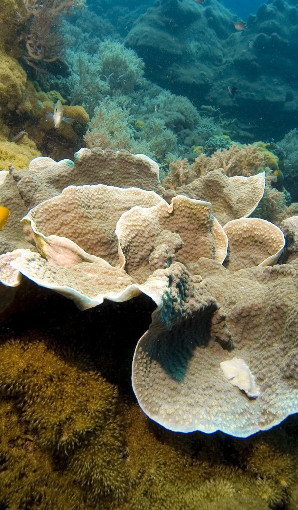 Картинка: Риф, дно, рыбы, камни, кораллы, водоросли