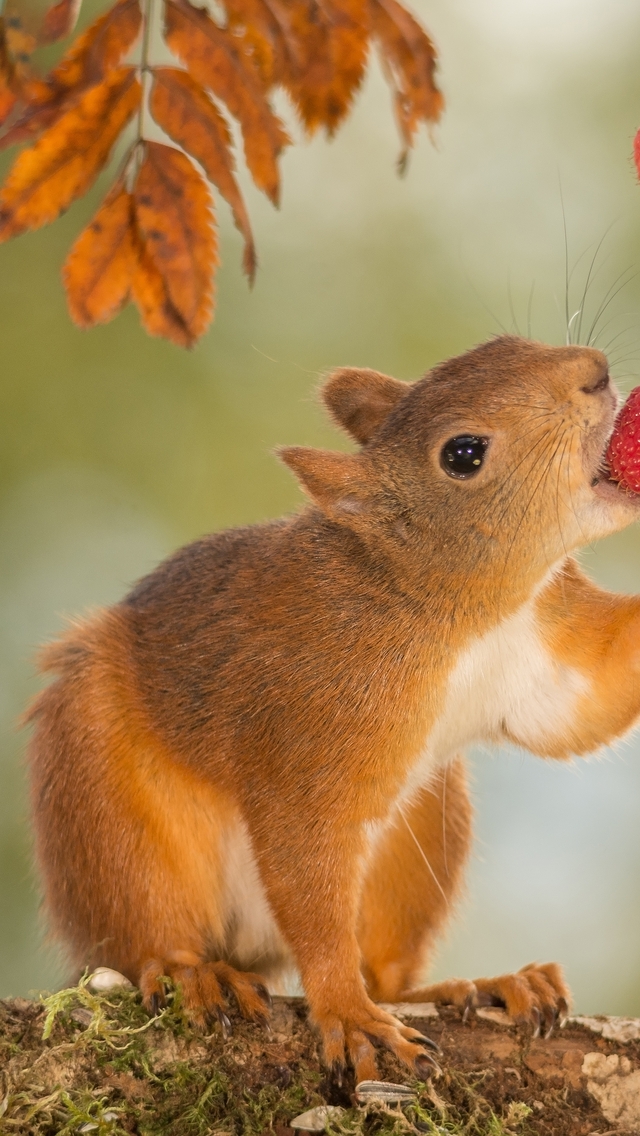 Image: Squirrel, berries, raspberry, food, eating, branches, leaves