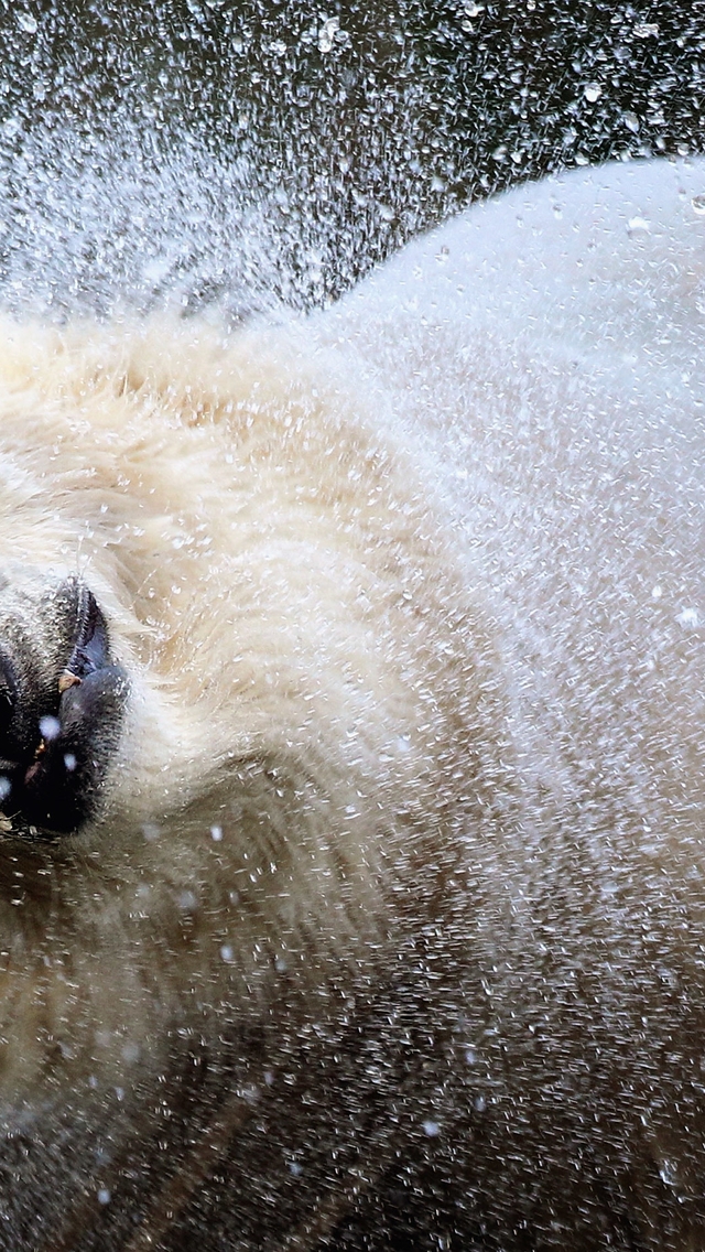 Картинка: Белый, медведь, брызги, морда, нос, встряска, вода
