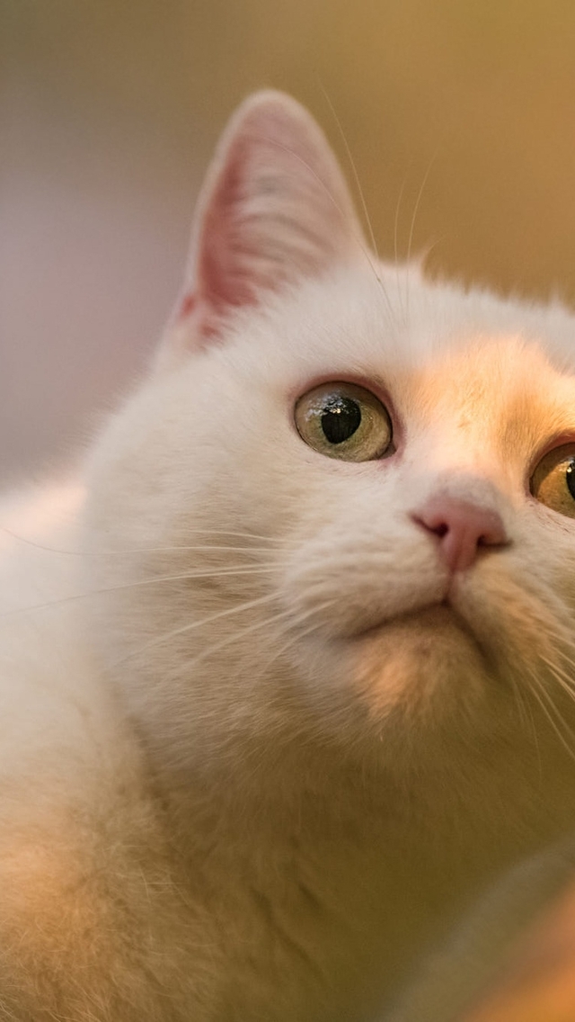 Картинка: Белая, кошка, морда, глаза, взгляд, листик