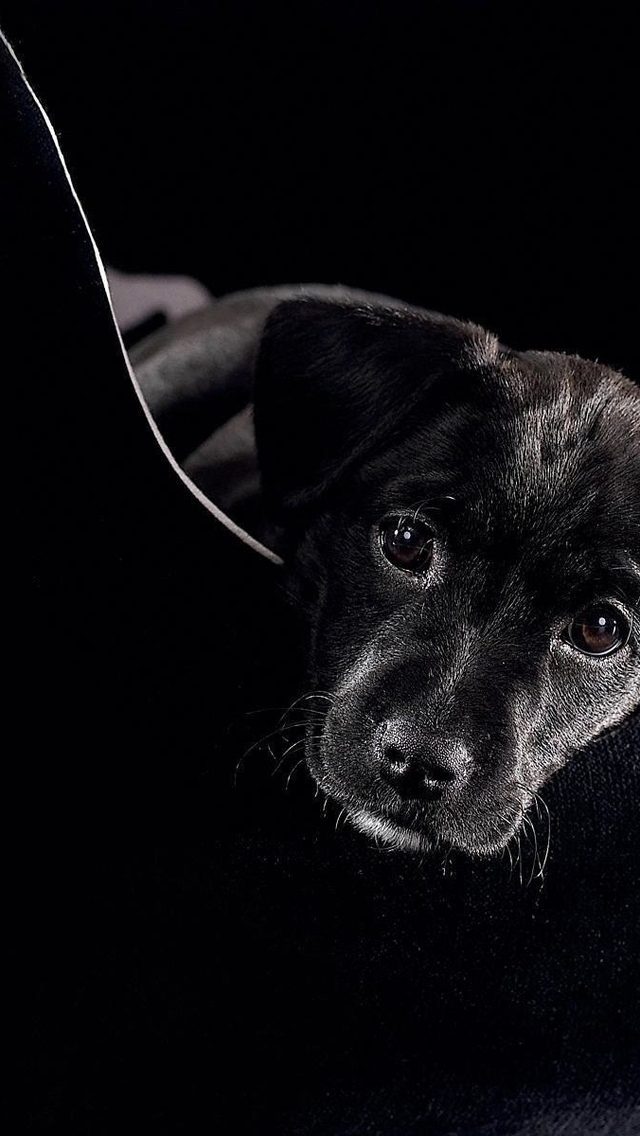 Image: Puppy, breed, labrador, muzzle, black