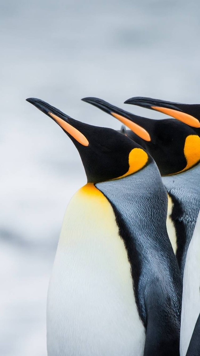 Картинка: Пингвины, перья, клюв, голова, снег, Антарктида