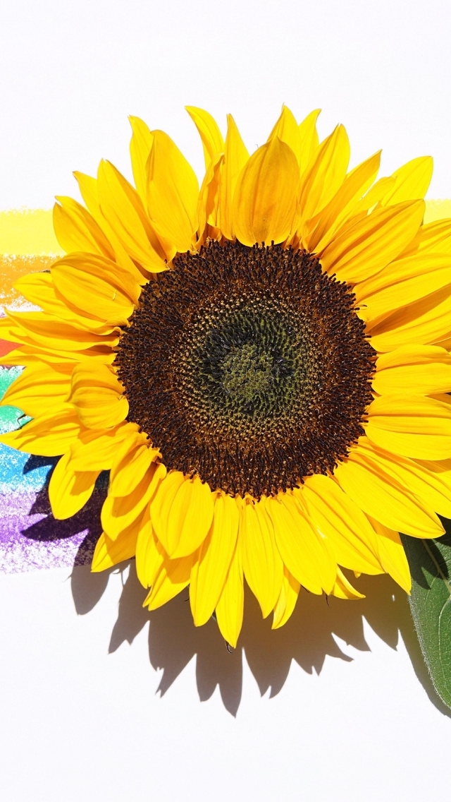 Image: Sunflower, yellow, leaves, stripes, colored, colorful, contrast, white background