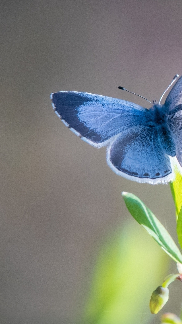 Image: Butterfly, wings, blue, plant, leaf
