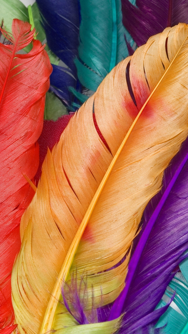 Картинка: Перья, разноцветные, макро