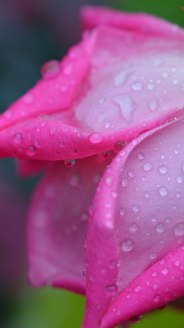 Картинка: Роза, розовая, цветок, роса, капли