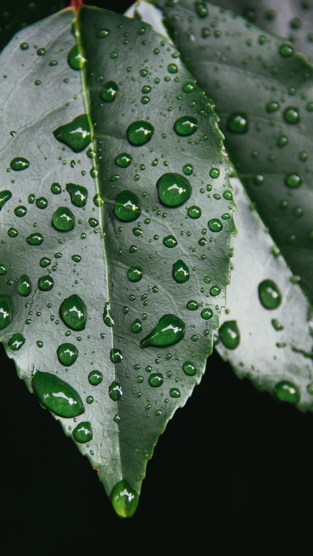 Картинка: Листья, растение, зелёные, дождь, капли