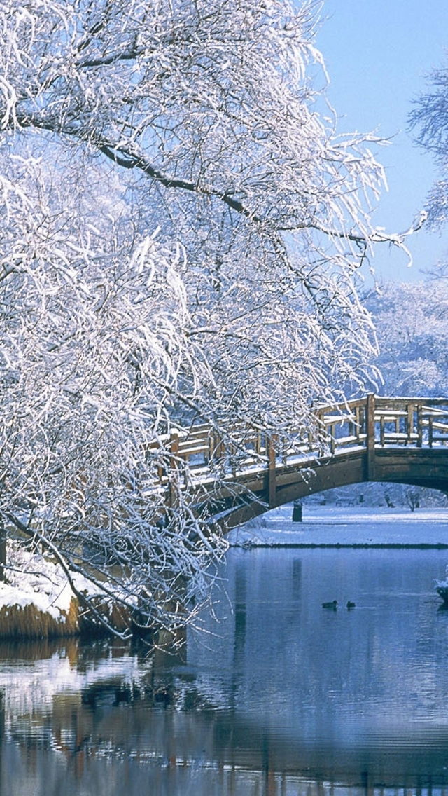 Image: Winter, cold, trees, frost, snow, river, reflection, wooden bridge, ducks