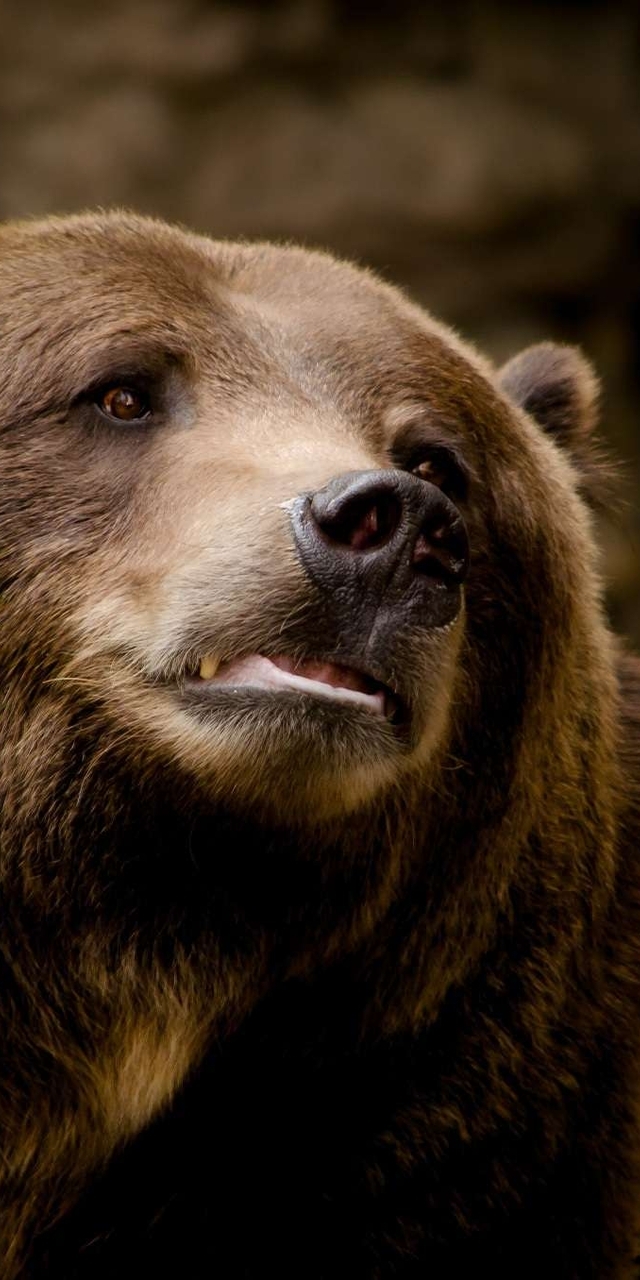 Картинка: Медведь, хищник, большой, крупный, морда, нос, глаза, шерсть, опасность