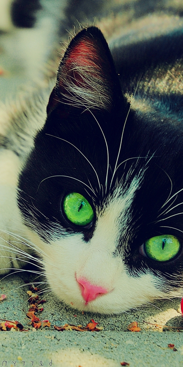 Image: Cat, view, green eyes, nose, mustache, wool, cherry