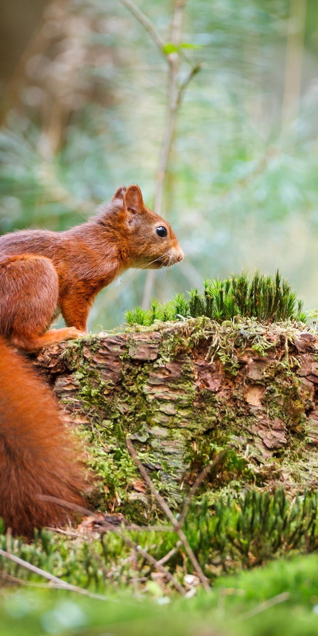 Image: Squirrel, red, sitting, fluffy, tail, moss, forest