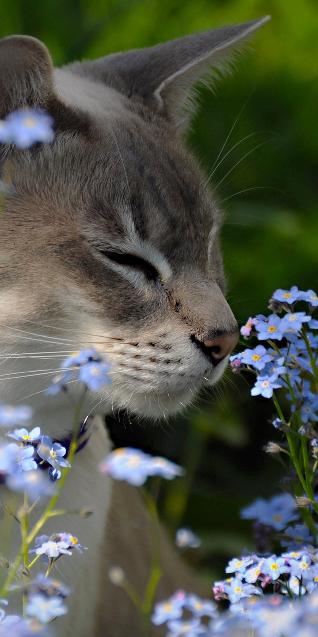 Image: Cat, flowers, field, sniffing, collar