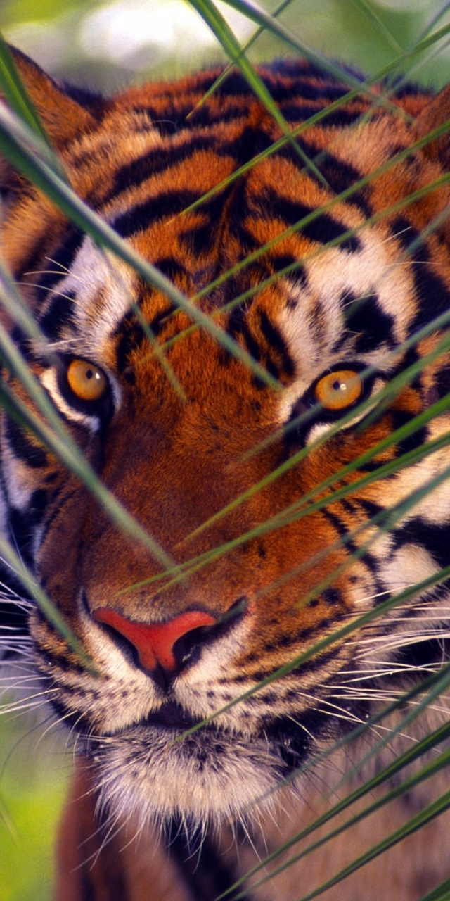 Картинка: Бенгальский тигр, хищник, полосы, взгляд, глаза, ветки