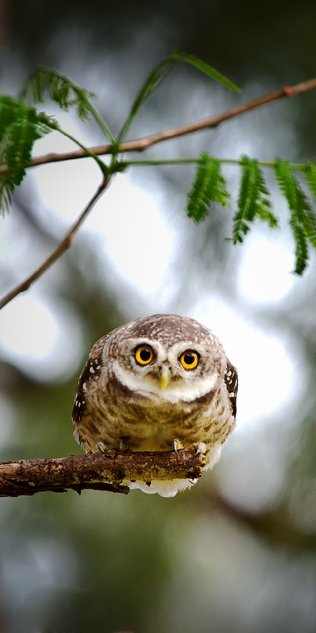 Image: Owl, eyes, sitting, on the branch, bug-eyed