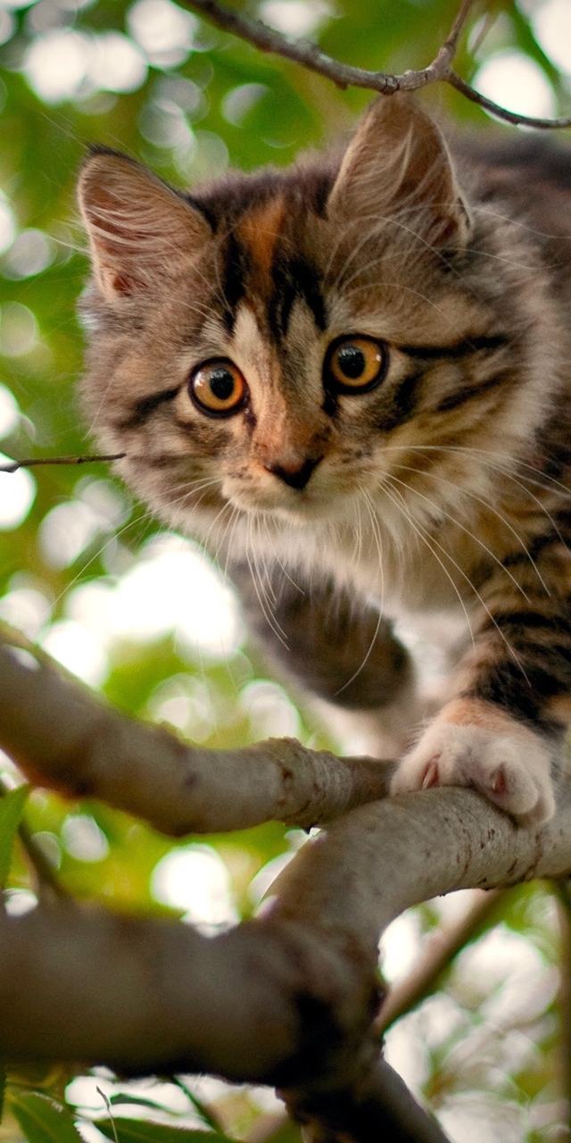 Image: Kitten, fur, furry, paws, eyes, branches, leaves