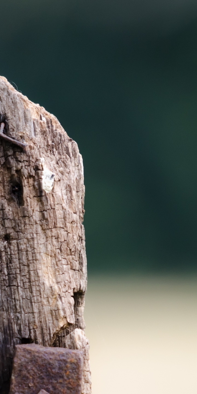 Image: Bird, woodpecker, tree, sitting, blurred background, looks