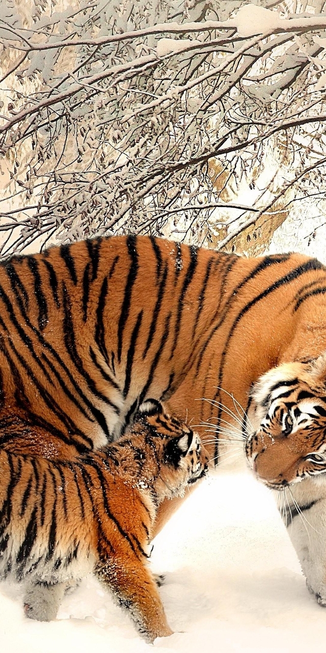 Картинка: Тигр, тигрёнок, хищник, морда, полоски, зима, снег, деревья