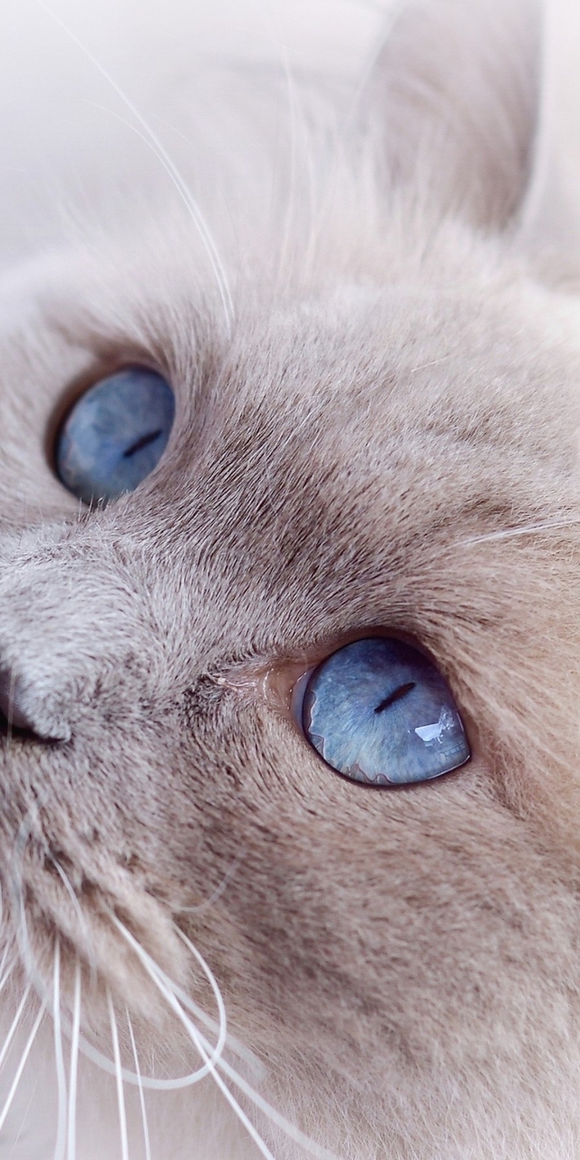 Картинка: Кот, морда, уши, шерсть, глаза, голубоглазый, смотрит