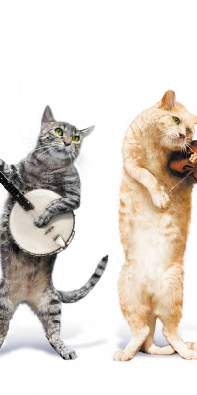 Image: Cats, playing, musical instruments, background