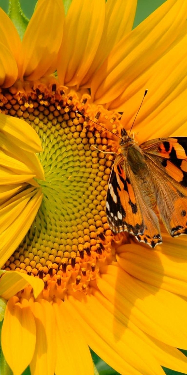 Image: Butterfly, sitting, sunflower, flower, yellow